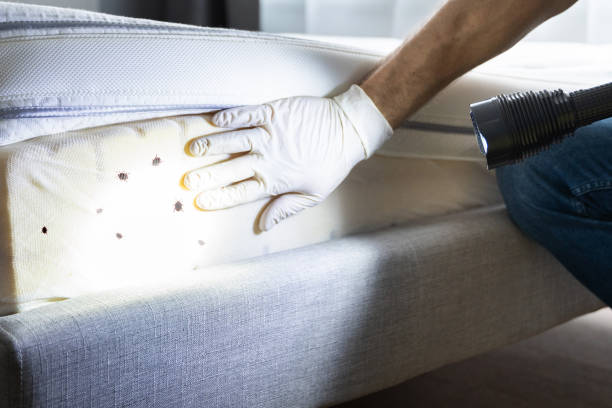 Best Ant Control Services  in Palacios, TX