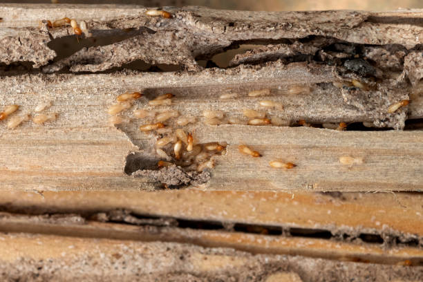 Best Best Pest Control Companies  in Palacios, TX